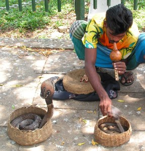 Snake Charmer Sri Lanka